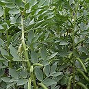 Vicia faba ssp. faba (bób)