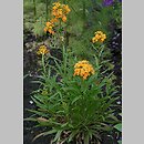 Erysimum ×marshallii (pszonak Perowskiego)