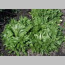 Lactuca sativa var. crispa (sałata głowiasta krucha)