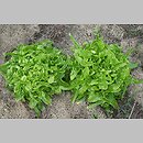 Lactuca sativa var. foliosa (sałata liściowa)