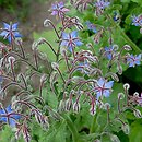 Borago officinalis (ogórecznik lekarski)
