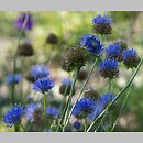 Jasione laevis (jasieniec trwały)
