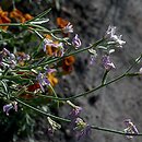 Matthiola longipetala ssp. bicornis (lewkonia długopłatkowa)