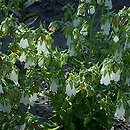 Campanula pendula (zrostka symfiandra)