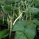 Phaseolus vulgaris (fasola zwykła)