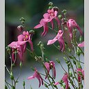 Diascia barberae