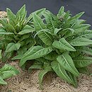 Lactuca sativa var. augustana (głąbiki krakowskie)