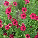 Linum grandiflorum (len wielkokwiatowy)