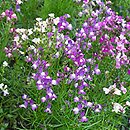 Linaria maroccana (lnica marokańska)