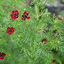 Adonis annua (miłek jesienny)