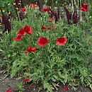 Papaver glaucum (mak tulipanowy)