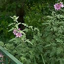 Lavatera olbia (ślazówka olbijska)