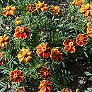 Tagetes patula Red Mariette