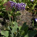 Limonium perezii (zatrwian Pereza)