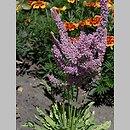 Limonium suworowii (zatrwian Suworowa)