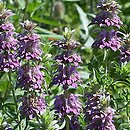 Monarda citriodora (pysznogłówka cytrynowa)