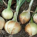 Allium cepa (czosnek cebula)