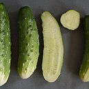 Cucumis sativus (ogórek siewny)