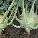 Brassica oleracea var. gongylodes (kapusta warzywna kalarepa)