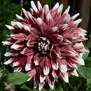 Dahlia hort. Orange Duet