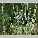 Lepidium sativum (pieprzyca siewna)