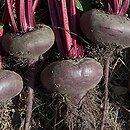 Beta vulgaris ssp. vulgaris var. conditiva (burak ćwikłowy)