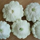 Cucurbita pepo var. patisoniana (patison)