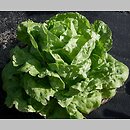 Lactuca sativa var. capitata (sałata głowiasta masłowa)