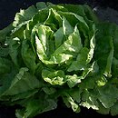 Lactuca sativa (sałata siewna)