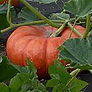 Cucurbita maxima Rouge d'Etempes