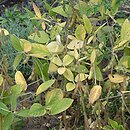 Glycine max (soja warzywna)