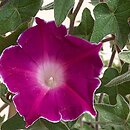 Ipomoea nil