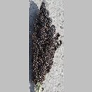 Sorghum nigrum (sorgo czarne)