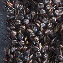 Sorghum (sorgo)