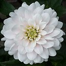 Dahlia hort. Silver Years