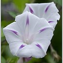 Ipomoea purpurea Seta