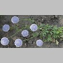 Trachymene coerulea (trachymene niebieskie)