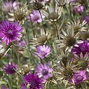 Xeranthemum annuum (suchokwiat roczny)