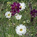 Cosmos bipinnatus Double Click mix