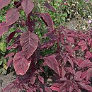 Amaranthus tricolor (szarłat ciemny)