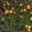 Cosmos sulphureus (kosmos siarkowy)