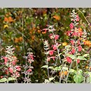 Salvia coccinea (szałwia szkarłatna)