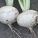 Brassica rapa ssp. rapa (kapusta właściwa typowa)
