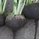 Raphanus sativus var. niger (rzodkiew (warzywo))