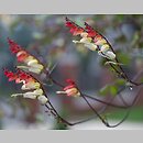 Mina lobata (mina klapowana)