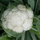 Brassica oleracea var. botrytis (kapusta warzywna kalafior)