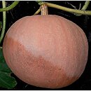 Cucurbita maxima Bambino