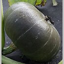 Cucurbita maxima Ambar