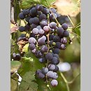 Vitis (winorośl)