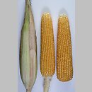 Zea mays ssp. everta (kukurydza zwyczajna pękająca)
